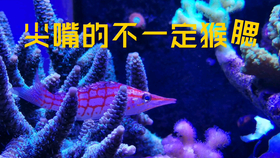 王中王7623了，王中王7623，揭秘背后的故事